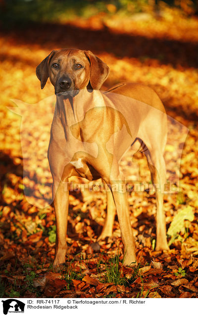 Rhodesian Ridgeback / Rhodesian Ridgeback / RR-74117