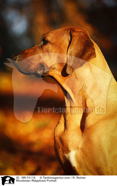 Rhodesian Ridgeback Portrait / Rhodesian Ridgeback Portrait / RR-74119