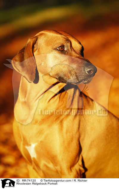Rhodesian Ridgeback Portrait / Rhodesian Ridgeback Portrait / RR-74120