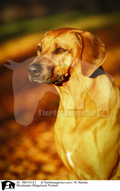 Rhodesian Ridgeback Portrait / Rhodesian Ridgeback Portrait / RR-74121