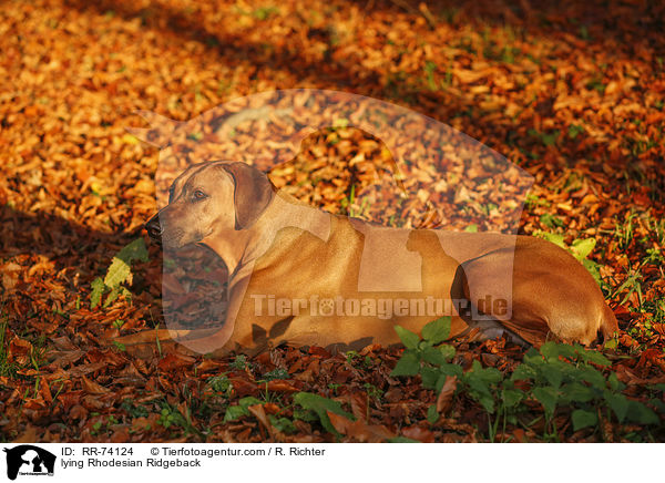 liegender Rhodesian Ridgeback / lying Rhodesian Ridgeback / RR-74124