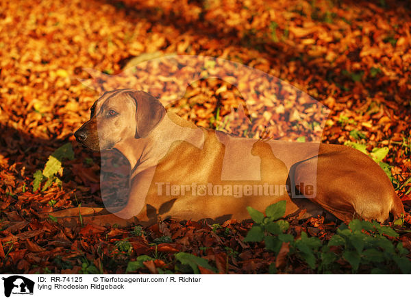 liegender Rhodesian Ridgeback / lying Rhodesian Ridgeback / RR-74125