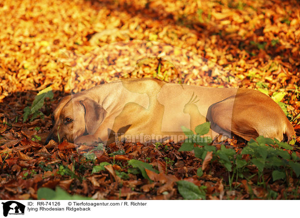 liegender Rhodesian Ridgeback / lying Rhodesian Ridgeback / RR-74126