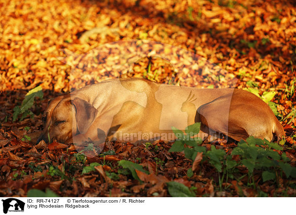 liegender Rhodesian Ridgeback / lying Rhodesian Ridgeback / RR-74127