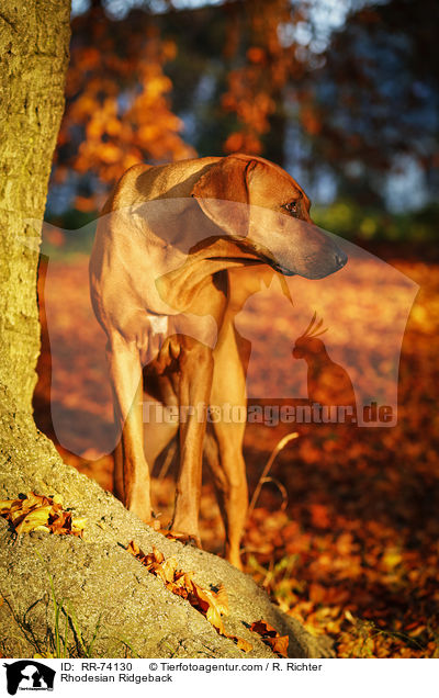 Rhodesian Ridgeback / Rhodesian Ridgeback / RR-74130