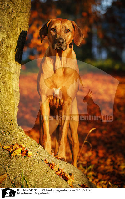 Rhodesian Ridgeback / Rhodesian Ridgeback / RR-74131