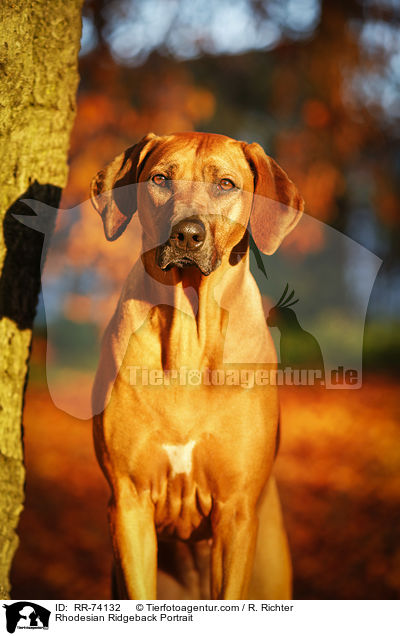 Rhodesian Ridgeback Portrait / Rhodesian Ridgeback Portrait / RR-74132