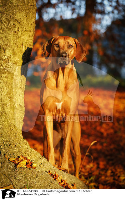 Rhodesian Ridgeback / Rhodesian Ridgeback / RR-74133