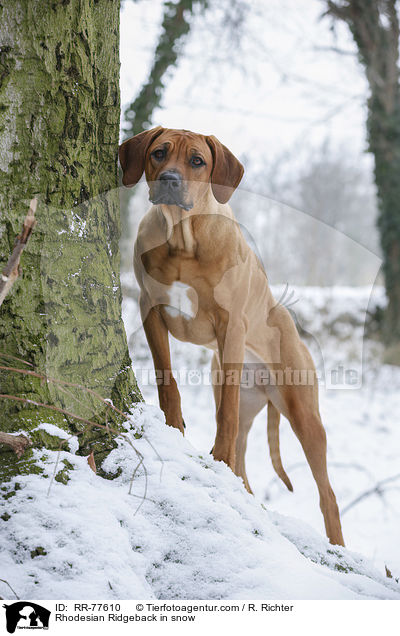 Rhodesian Ridgeback im Schnee / Rhodesian Ridgeback in snow / RR-77610