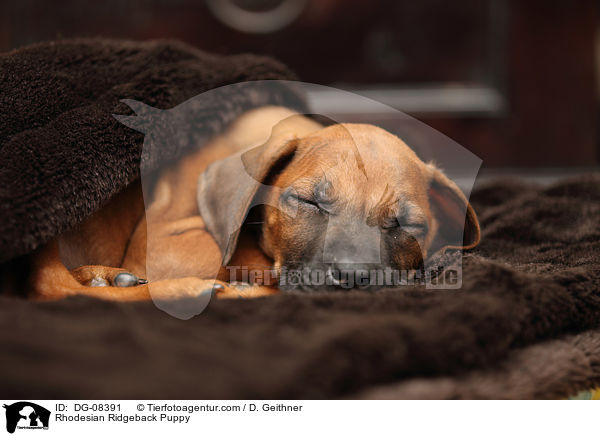 Rhodesian Ridgeback Welpe / Rhodesian Ridgeback Puppy / DG-08391