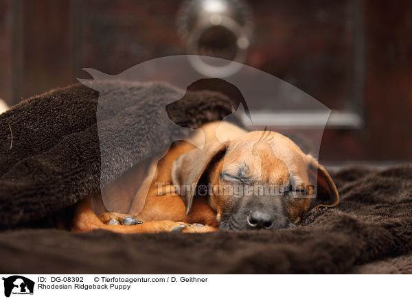Rhodesian Ridgeback Welpe / Rhodesian Ridgeback Puppy / DG-08392