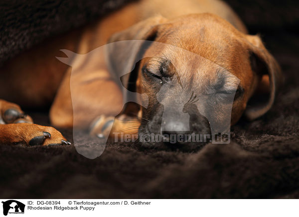 Rhodesian Ridgeback Welpe / Rhodesian Ridgeback Puppy / DG-08394