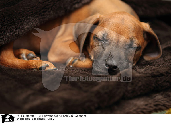 Rhodesian Ridgeback Welpe / Rhodesian Ridgeback Puppy / DG-08395
