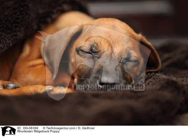 Rhodesian Ridgeback Welpe / Rhodesian Ridgeback Puppy / DG-08399