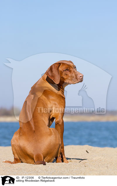 sitzender Rhodesian Ridgeback / sitting Rhodesian Ridgeback / IF-12306