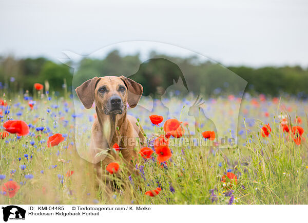 Rhodesian Ridgeback Portrait / KMI-04485