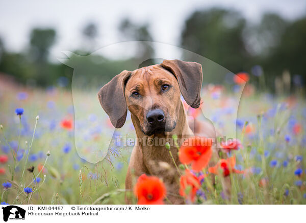 Rhodesian Ridgeback Portrait / KMI-04497