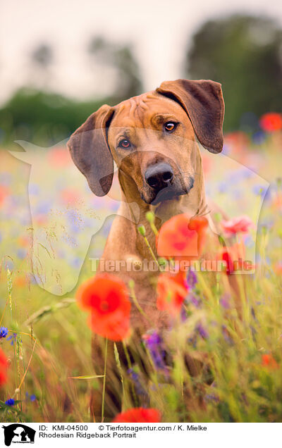 Rhodesian Ridgeback Portrait / KMI-04500