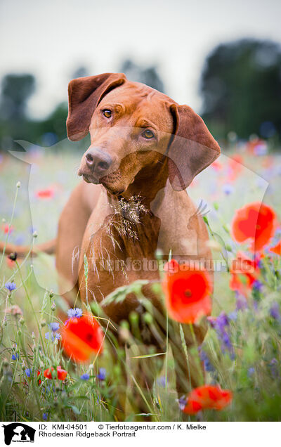 Rhodesian Ridgeback Portrait / KMI-04501