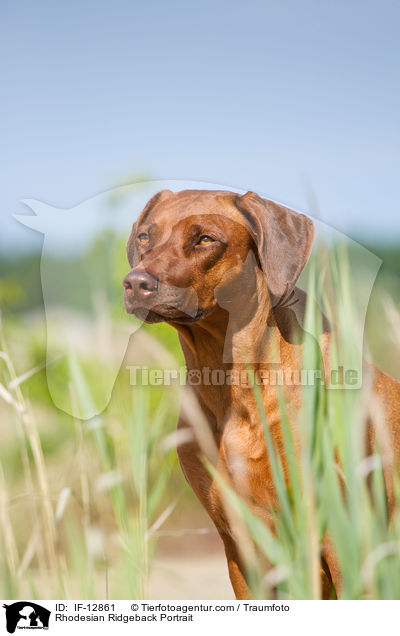 Rhodesian Ridgeback Portrait / Rhodesian Ridgeback Portrait / IF-12861