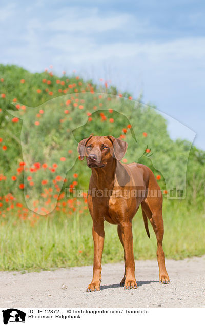 Rhodesian Ridgeback / Rhodesian Ridgeback / IF-12872