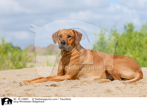 lying Rhodesian Ridgeback / IF-12883