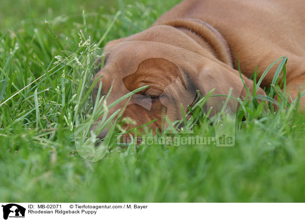 Rhodesian Ridgeback Welpe / Rhodesian Ridgeback Puppy / MB-02071