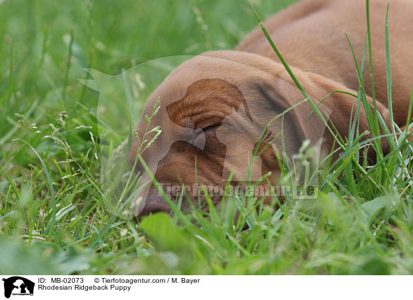 Rhodesian Ridgeback Welpe / Rhodesian Ridgeback Puppy / MB-02073