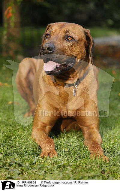 liegender Rhodesian Ridgeback / lying Rhodesian Ridgeback / RR-90894