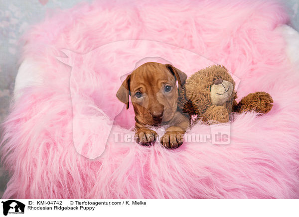 Rhodesian Ridgeback Welpe / Rhodesian Ridgeback Puppy / KMI-04742