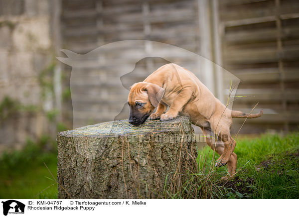 Rhodesian Ridgeback Welpe / Rhodesian Ridgeback Puppy / KMI-04757