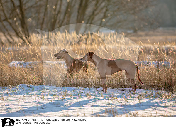 2 Rhodesian Ridgebacks / 2 Rhodesian Ridgebacks / KMI-04783