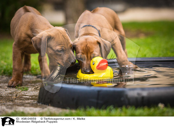 Rhodesian Ridgeback Welpen / Rhodesian Ridgeback Puppies / KMI-04859