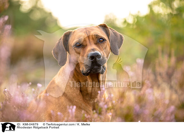 Rhodesian Ridgeback Portrait / Rhodesian Ridgeback Portrait / KMI-04879