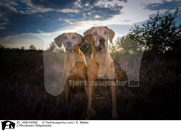 2 Rhodesian Ridgebacks / 2 Rhodesian Ridgebacks / KMI-04886