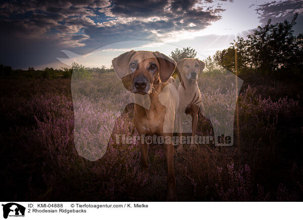 2 Rhodesian Ridgebacks / 2 Rhodesian Ridgebacks / KMI-04888