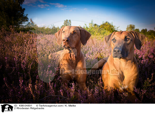 2 Rhodesian Ridgebacks / 2 Rhodesian Ridgebacks / KMI-04891