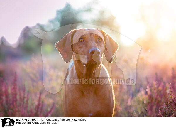 Rhodesian Ridgeback Portrait / Rhodesian Ridgeback Portrait / KMI-04895