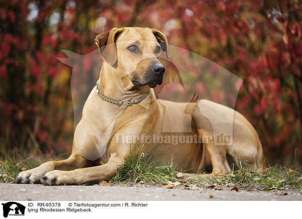 liegender Rhodesian Ridgeback / lying Rhodesian Ridgeback / RR-95378
