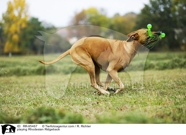 spielender Rhodesian Ridgeback / playing Rhodesian Ridgeback / RR-95467