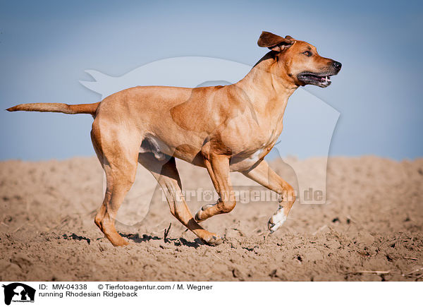 rennender Rhodesian Ridgeback / running Rhodesian Ridgeback / MW-04338