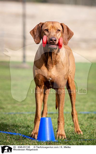 Rhodesian Ridgeback / Rhodesian Ridgeback / KMI-05136