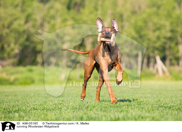 rennender Rhodesian Ridgeback / running Rhodesian Ridgeback / KMI-05185