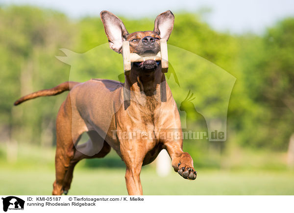 rennender Rhodesian Ridgeback / running Rhodesian Ridgeback / KMI-05187