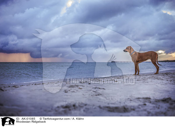 Rhodesian Ridgeback / Rhodesian Ridgeback / AK-01085