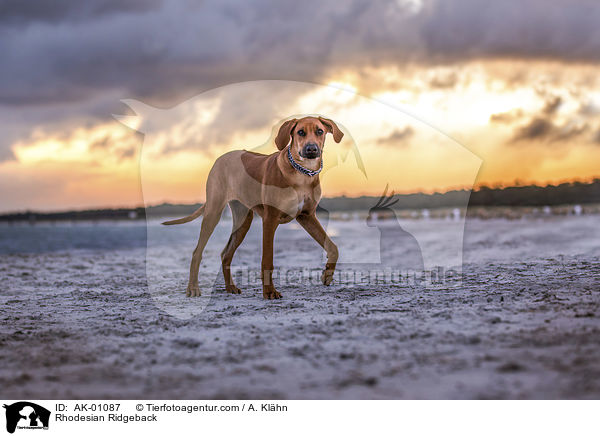 Rhodesian Ridgeback / Rhodesian Ridgeback / AK-01087