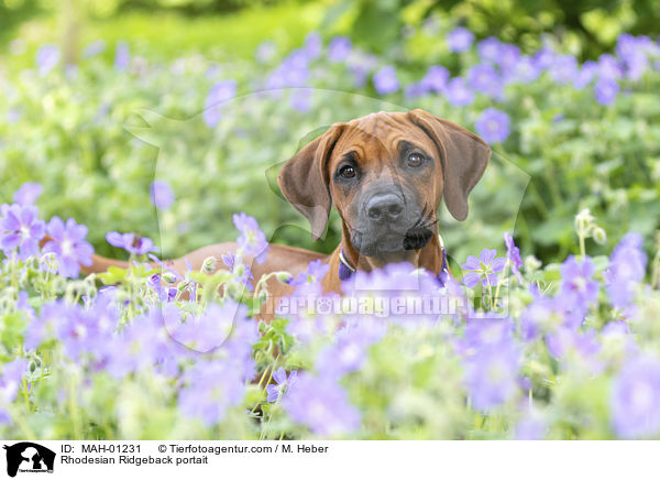 Rhodesian Ridgeback Portrait / Rhodesian Ridgeback portait / MAH-01231