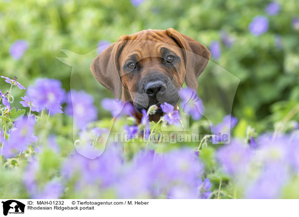 Rhodesian Ridgeback Portrait / Rhodesian Ridgeback portait / MAH-01232
