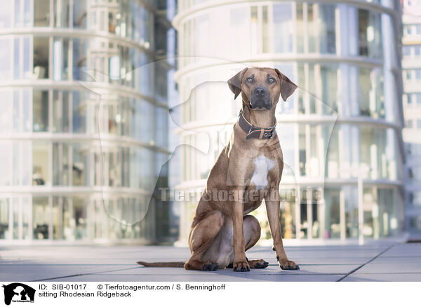 sitzender Rhodesian Ridgeback / sitting Rhodesian Ridgeback / SIB-01017
