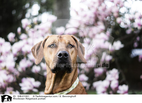 Rhodesian Ridgeback Portrait / Rhodesian Ridgeback portrait / SIB-01061
